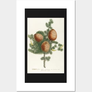 Cedar cones - Cedrus - botanical illustration Posters and Art